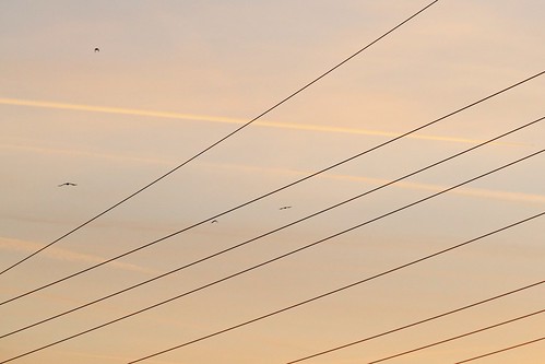 sunset birds electric sonnenuntergang power line vögel strom leitung freileitung
