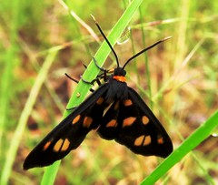 Unk Diurnal moth sp.
