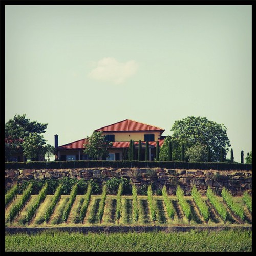 vineyards uploaded:by=flickstagram instagram:photo=205856902353448