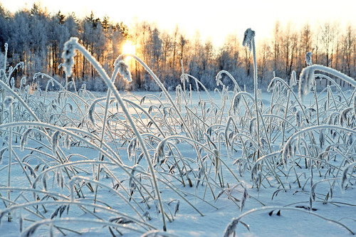 winter sunset snow nature landscape day frosty scandinavia winterlight settingsun winterlandscape wintersun winterday bluemood luleå winterview norrbotten swedishwinter frozenreed vintermotiv björkskatafjärden srchedlund