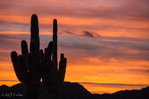 sunset arizona cactus unitedstates buckeye verrado