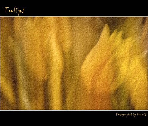 yellow painting tulips smooth gelb tulip tulpen textur pana53 photographedbypana53 texturedbypana53