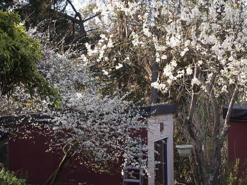 plum blossoms - P3080276
