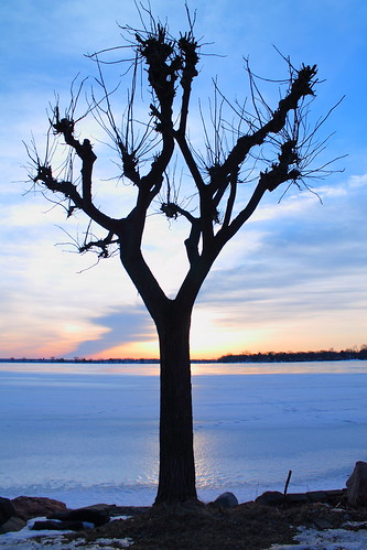 morning blue white tree ice nature silhouette wisconsin clouds sunrise madison