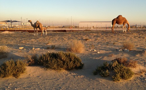 camel saudiarabia