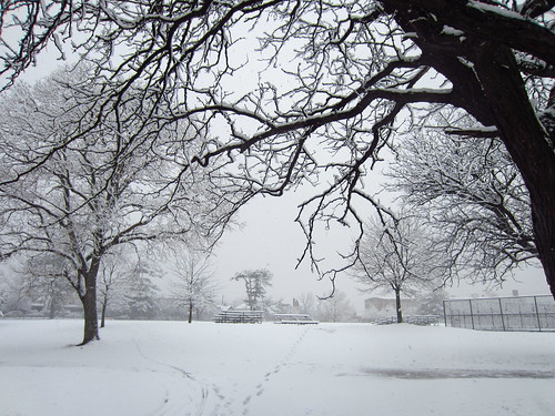 park morning trees winter white snow black nature field weather landscape grey march spring quiet view snowy path framed empty branches gray maryland baltimore surprise footsteps paths bleachers split today hampden linear march25 rooseveltpark risers diverging