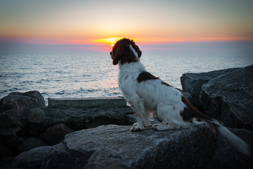 animal bornholm outdoor seaside dogs hund outlook sunset water hasle capitalregionofdenmark denmark dk