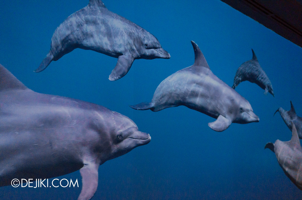S.E.A. Aquarium - Dolphin wall