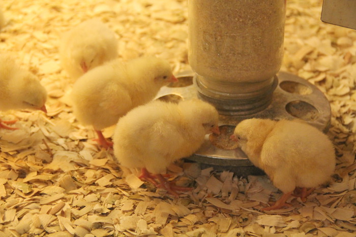 chicks_eating