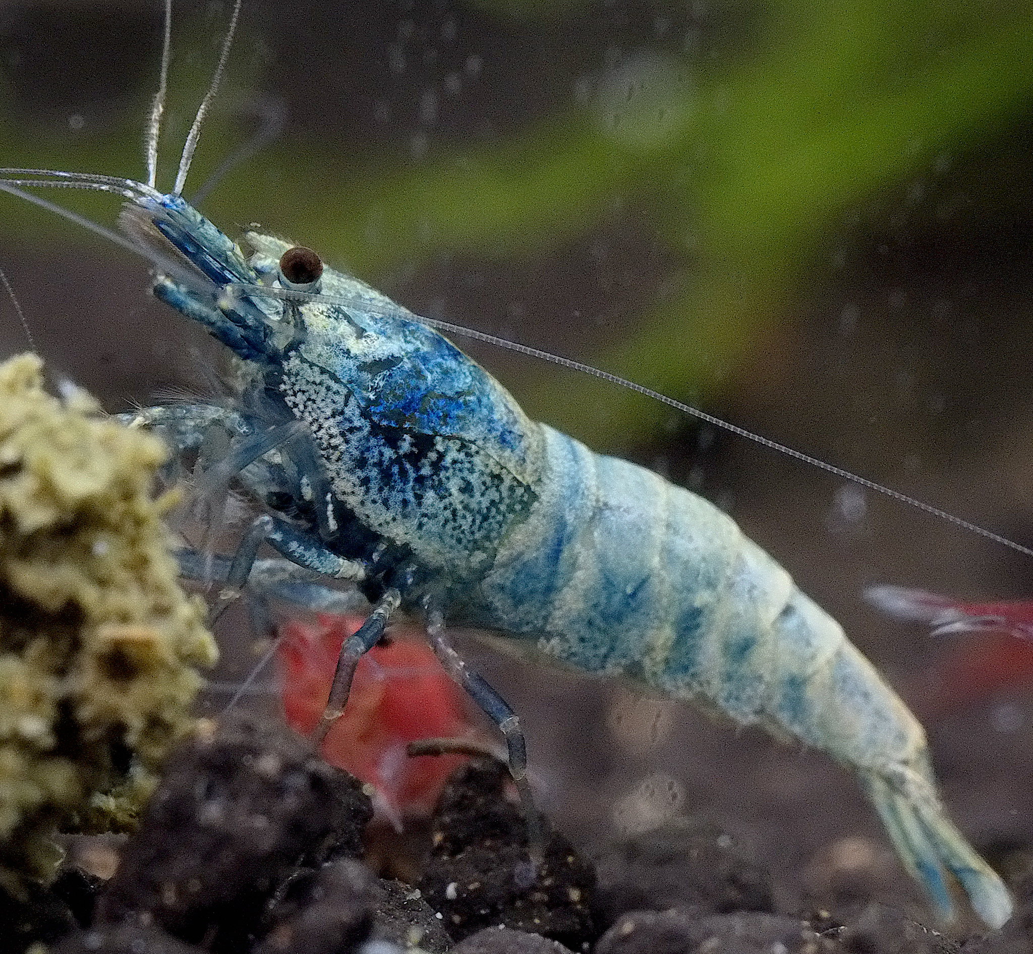 Blue Bolt shrimp