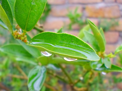 leaf dews rain water salmanshangipangiphotographs thanamalakand green greenery