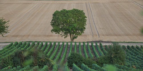 france september 2016 lainesauxbois vines tree field