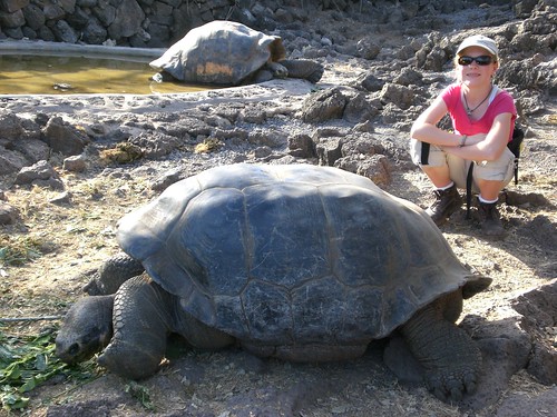 Sitting With a Giant Tortoise, Galapagos