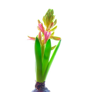 Photo: Hyacinthus orientalis