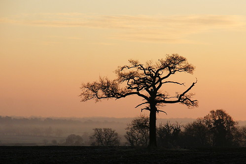 tree sunrise landscape essex mountnessing