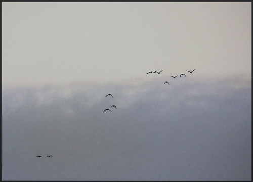 winter sunset sky cloud naturaleza bird nature birds wisconsin clouds atardecer aves cielo nubes invierno february