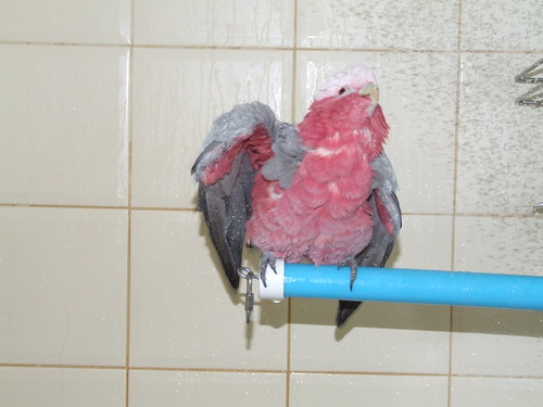 Galah in the shower