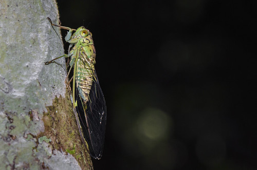color macro tree cicada insect photography gold golden wings borneo trunk loud