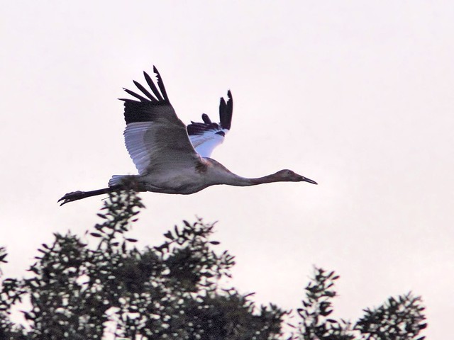Whooping Crane 12-15 at 0714AM  20130207
