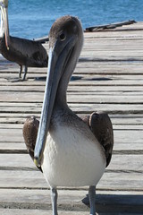 Pelicano