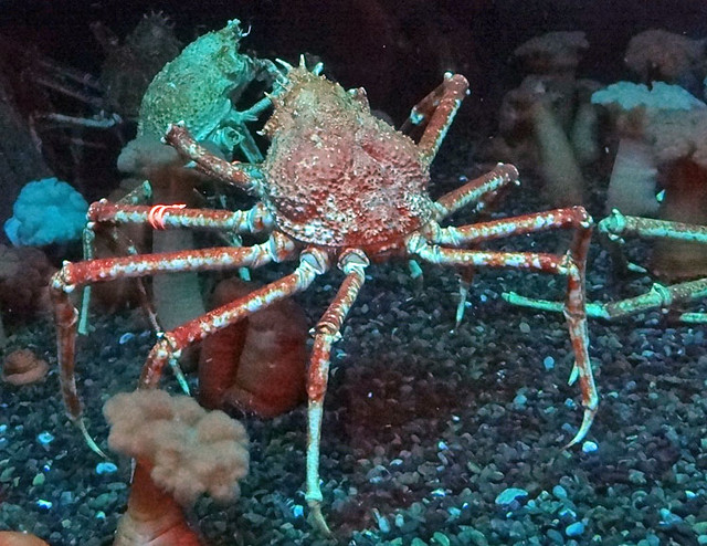 japanese-spider-crab
