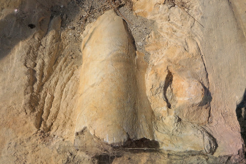 anatiniwhalefossilsite otekaikelimestone extinctbalinewhalefossils