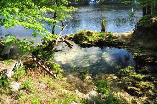 water forest river spring springs freshwater secluded suwannee runningsprings