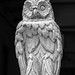Plaster Owl