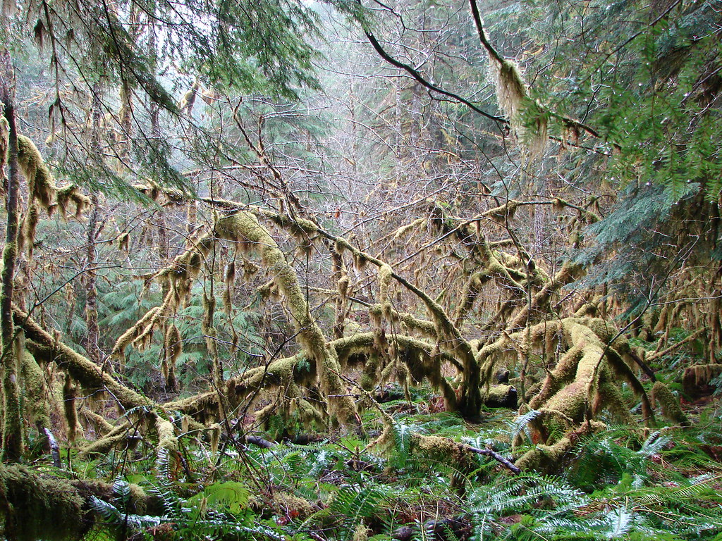 Forest along the Little North Santaim Trail