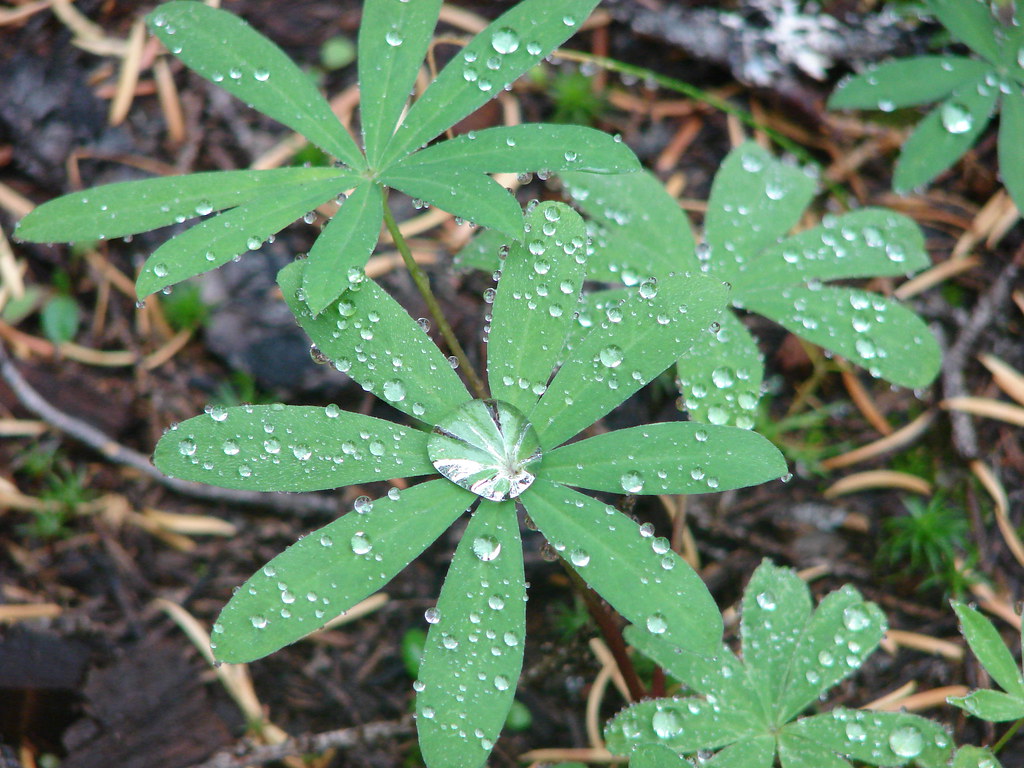 Drops of water on lupine leaves