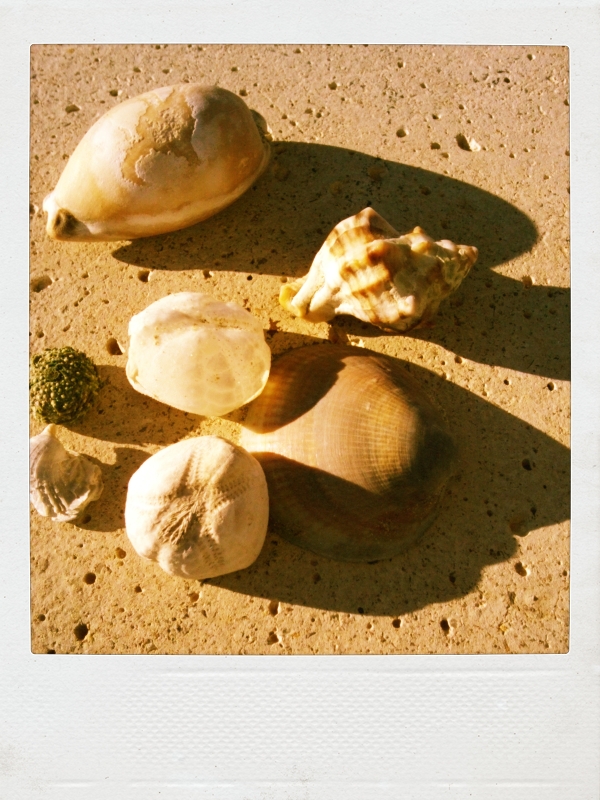 conchas de playa