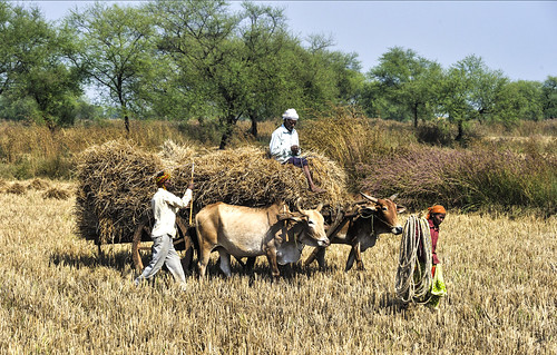 Farmers on the job, at Pacheda Village, Raipur Chhattisgarh