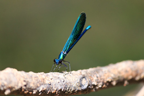 frances landes castelnauchalosse pomarez libellule bleue blue dragonfly leluy rivière river extérieur outdoor chalosse branche arbre tree branch animal