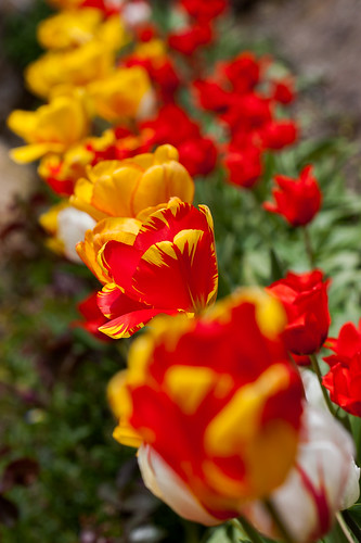 proxi proxiphotographie tulipe vosges lorraine 88 canon 100mmmacro dommartinsurvraine 50d
