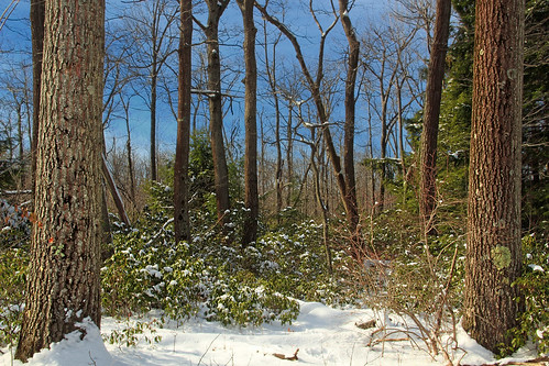 trees winter snow nature forest hiking pennsylvania creativecommons grandviewtrail endlessmountains rickettsglenstatepark luzernecounty redrockmountain