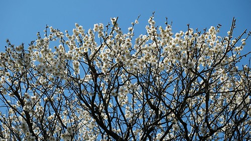 sky sun sunlight plant flower tree nature spring plum bluesky fujifilm 169 earlyspring plumblossoms xe1 169format fujifilmxe1 xf1855mmf284rlmois