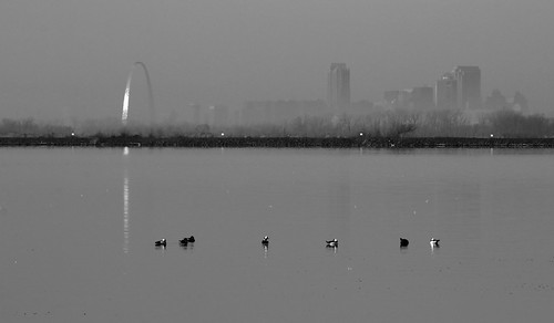 city morning blackandwhite reflection monochrome birds fog skyline illinois downtown arch stlouis ducks saintlouis horseshoelake