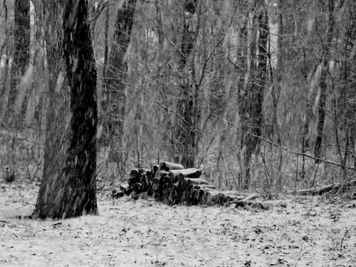 blackandwhite bw snow cold woods michigan country january chilly woodpile backwoods fallingsnow snowstrorm rugid