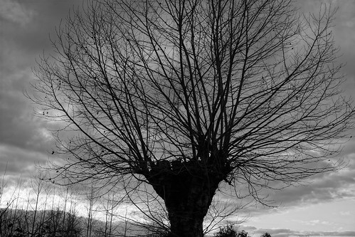 winter sunset blackandwhite france tree nex7