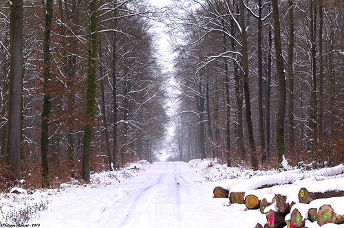 landscape hiver neige paysage sentier chemin forêt villers laie retz layon cotterêts alléz