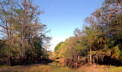 nature forest landscape scenery florida wildlife scenic swamp wetlands palmdale cypresstrees fisheatingcreek fisheatingcreekwildlifemanagementarea