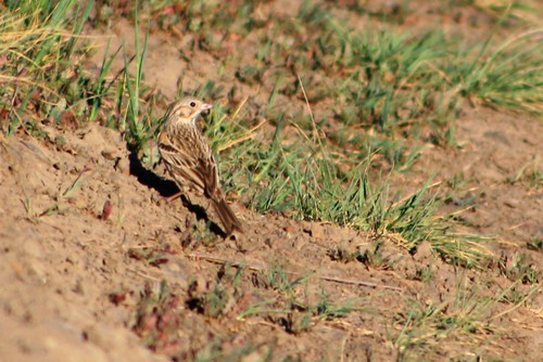 riversidecounty vespersparrow pooecetesgramineus santarosaplateauecologicalreserve santaroseplateau