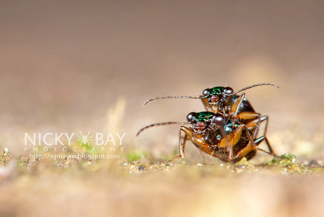 Ground Beetles (Carabidae) - DSC_5237