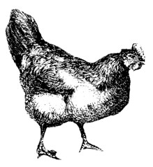 chicken-clipart-7