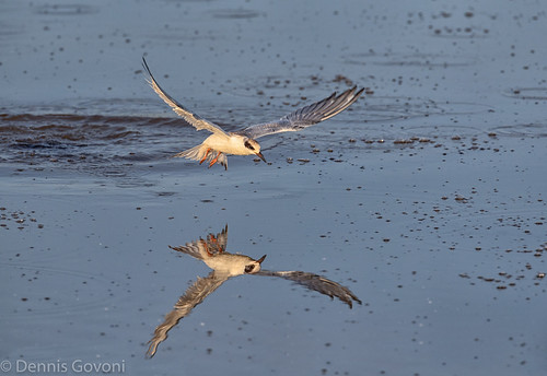 action background bird bombayhook flight summer sunrise tern water wildlife smyrna delaware unitedstates us