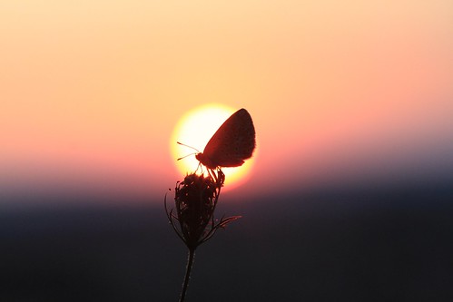 papillon soleil couchédesoleil macro