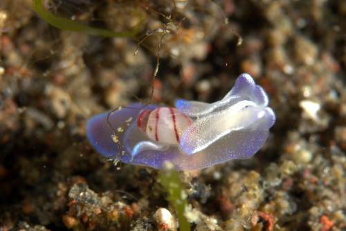 コンシボリガイ