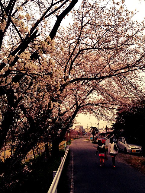 CherryBlossom_2