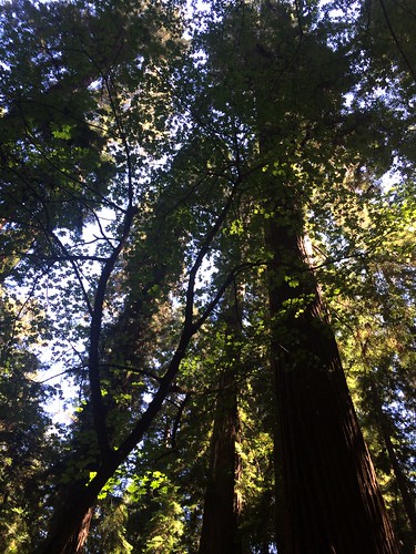 redwoods redwood fklanegrove franklinklanegrove avenueofthegiants phillipsvilleca humboldtredwoodstatepark humboldtcounty