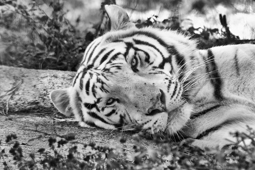 nb black white animal tigre tiger